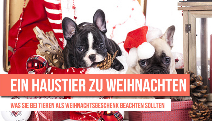 haustier-weihnachten